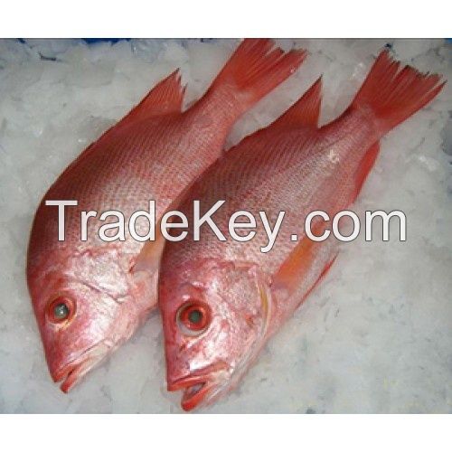 Frozen Red Snapper Fish