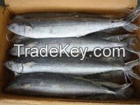 Frozen Spanish Mackerel Fish