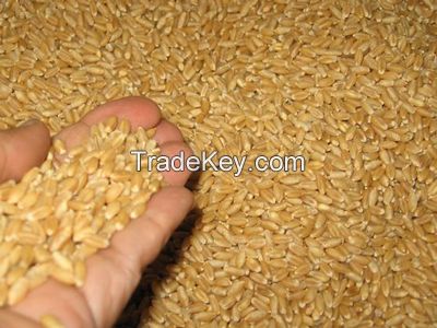 Durum Wheat