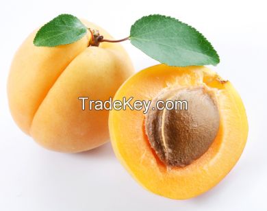 Apricot Kernel