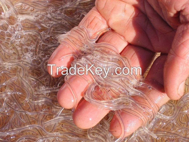 Anguilla Bicolor and Japonica Glass Eel 