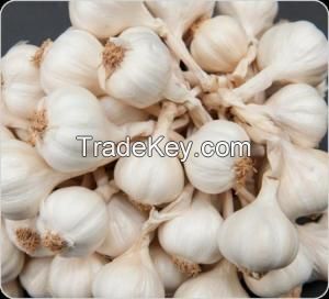  Fresh Garlic