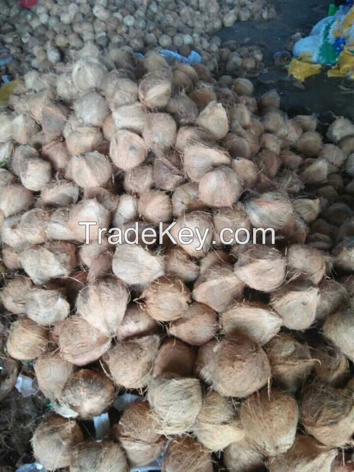 Mature coconut, semi husked mature coconut/ dehusked coconut vietnam Sophia whatsapp +84987364651