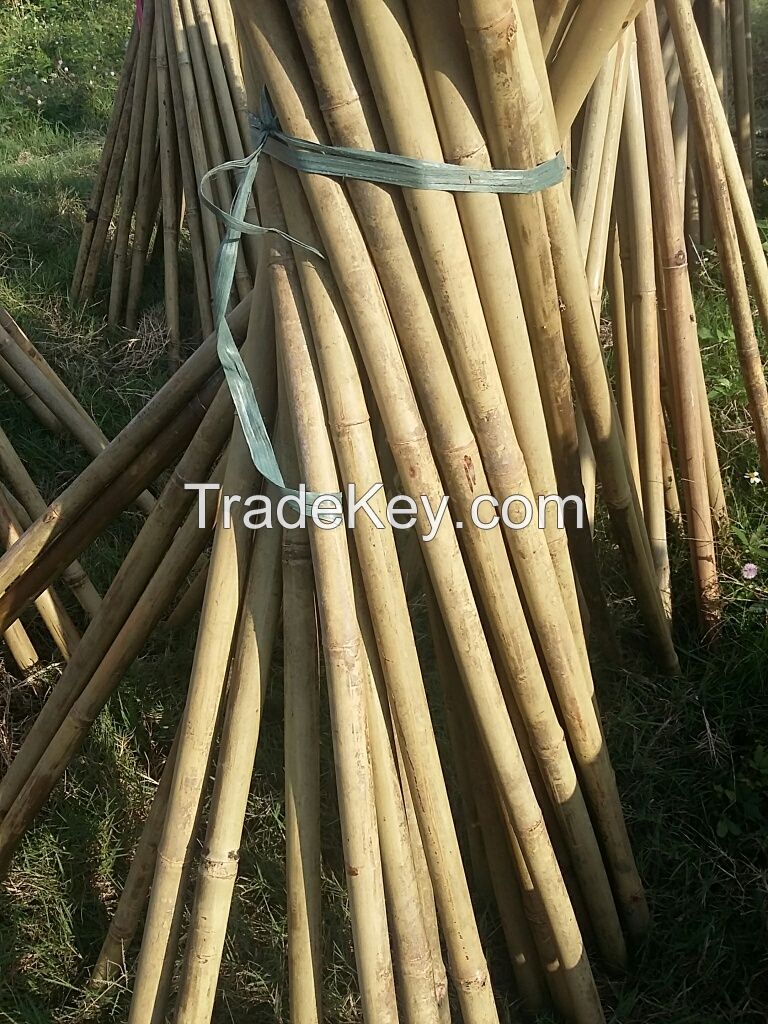 Bamboo poles, bamboo canes, dried yellow for agricultural and furniture