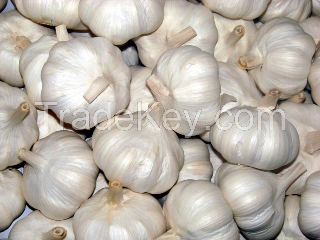  Fresh Garlic