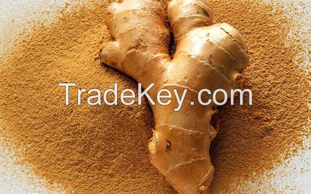 Wholesale organic fresh ginger price in 2018 ( Anna +84988332914)