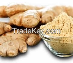 Wholesale organic fresh ginger price in 2018 ( Anna +84988332914)