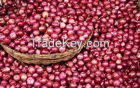 Shape onion  with best quality in 2018 ( Anna + 84988332914)
