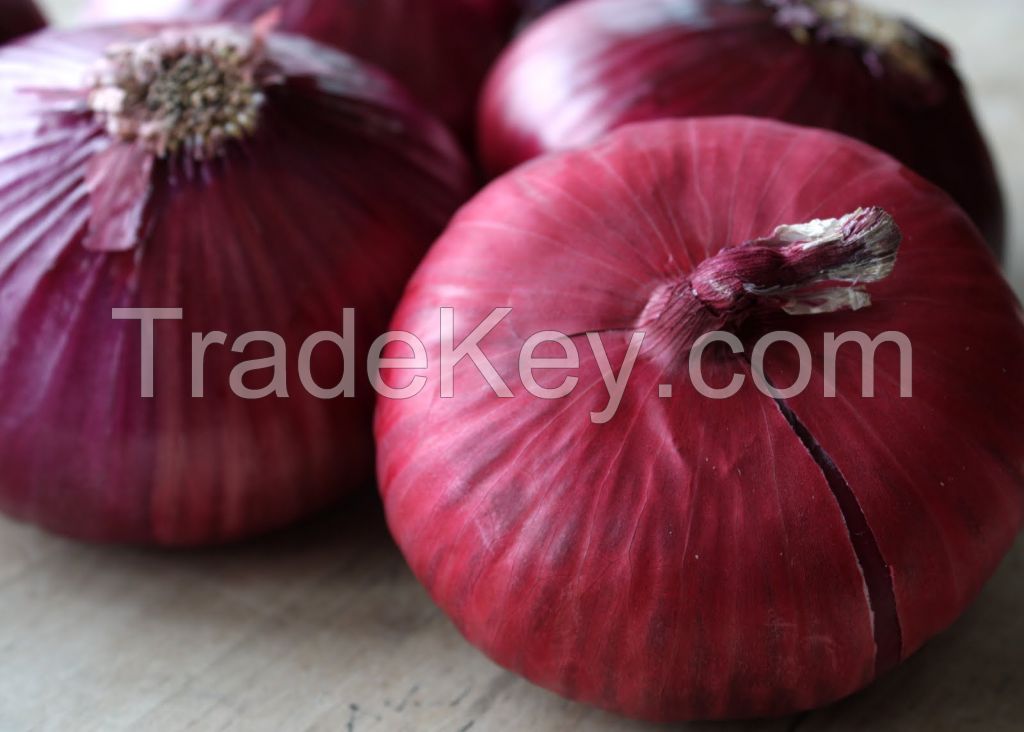 Shape onion  with best quality in 2018 ( Anna + 84988332914)