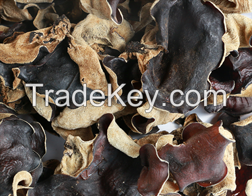 Dry organic black fungus origin Vietnam/Ms.Hanna