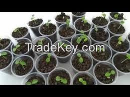  High quality red lady seeds papaya seed for sale pawpaw( Anna + 84988332914)