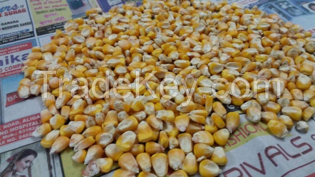 wheat flour, refined corn oil, yellow maize