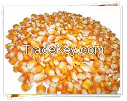 Corn Food Grade