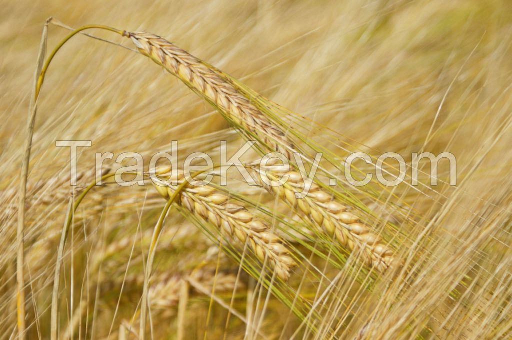 Barley