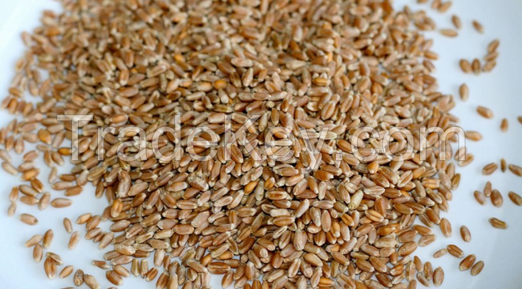 Wheat CIF Lebanon