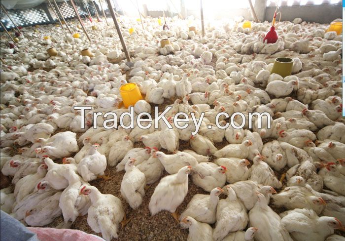 emulsifier(30% bile acid)-poultry feed additive