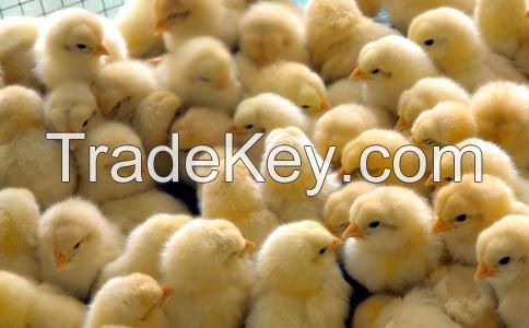 emulsifier(30% bile acid)-poultry feed additive