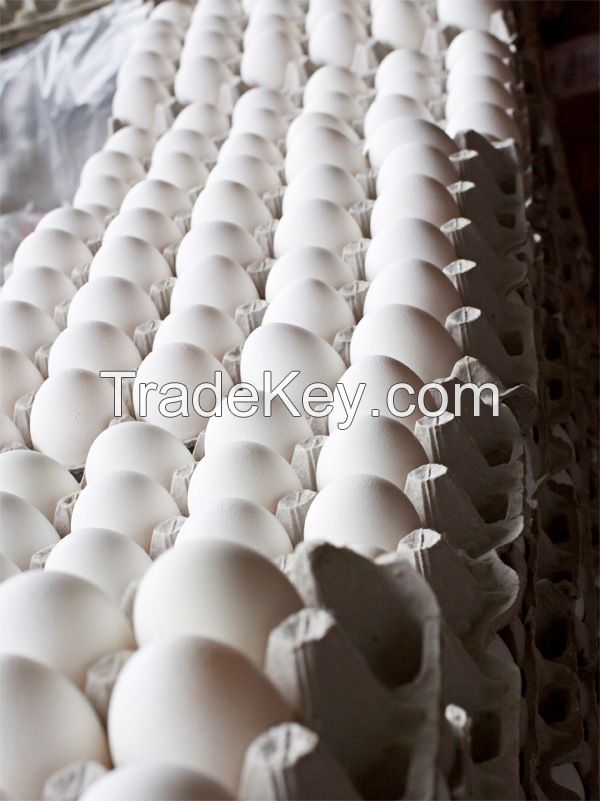 2015 WHITE EGGS, BROWN FRESH EGGS/ CHICKEN / FILLET