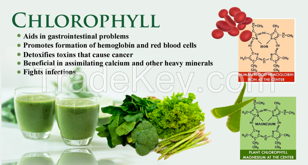 Mulberry extract chlorophyll powder sodium copper chlorophyll