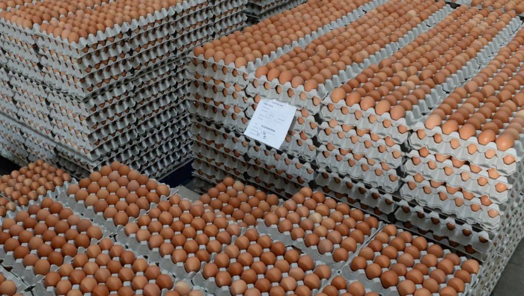 chicken table eggs Export fresh eggs