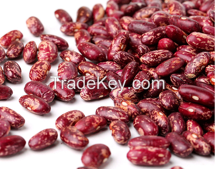 Factory Direct Sale 25kg 50kg Light/Red Speckled Kidney Beans