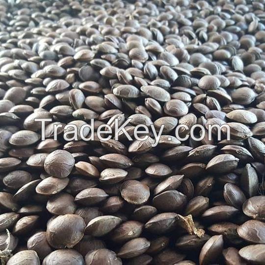 ROASTED SACHA INCHI INCA NUT / SACHA INCHI OIL