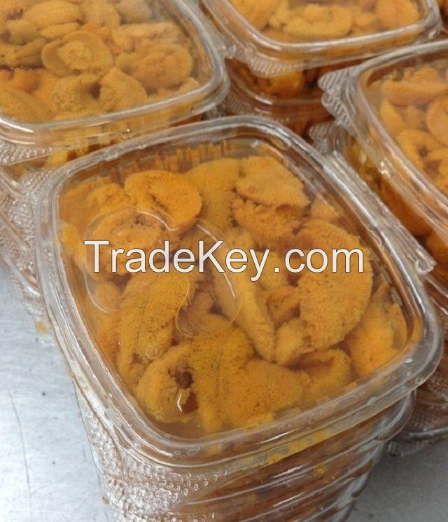 Frozen Sea Urchin for sale