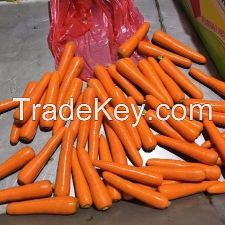 Bulk Fresh Delicious Carrots For Sale