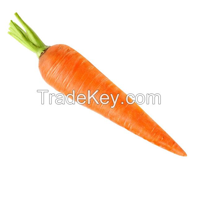 Bulk Fresh Delicious Carrots For Sale