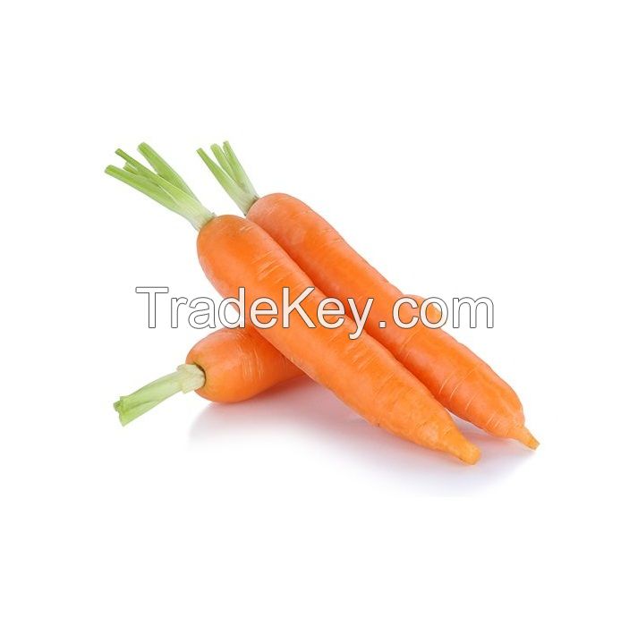 Bulk Fresh Delicious Carrots For Sale