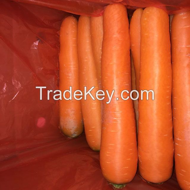 Bulk Fresh Delicious Carrots For Sale