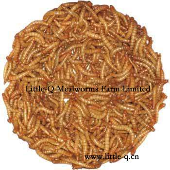 Freeze Dried mealworm (made in china)