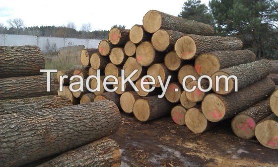 White Oak Logs 