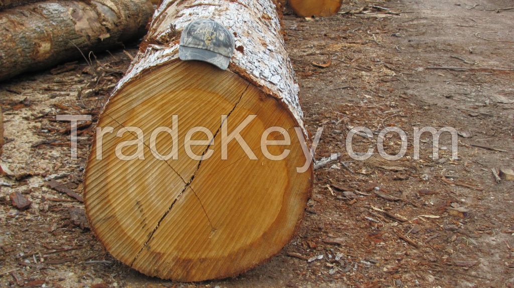 White Oak Logs 