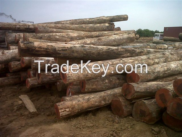 Eucalyptus logs 