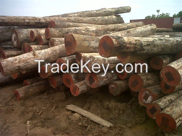 Eucalyptus logs 