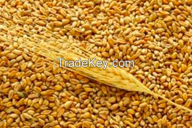 Wheat  - Ukrainian Origin