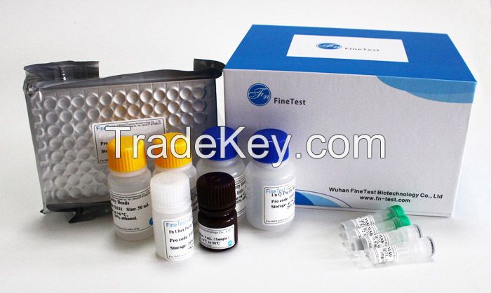 EH043 Human BDNF ELISA Kit