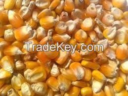 Yellow Corn/Maize for Animal Feed