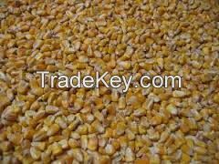 yellow corn