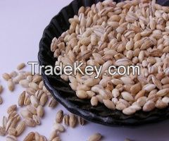 pearl barley