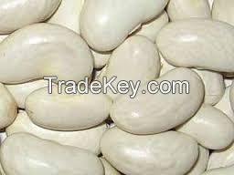 White Kidney Bean