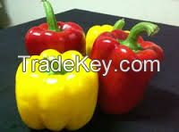 Color Fresh Capsicum