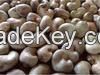 Cashew Nuts