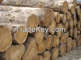  Kosso, doussie, teak, iroko, mahogany, aftrican hard wood, timber, logs 