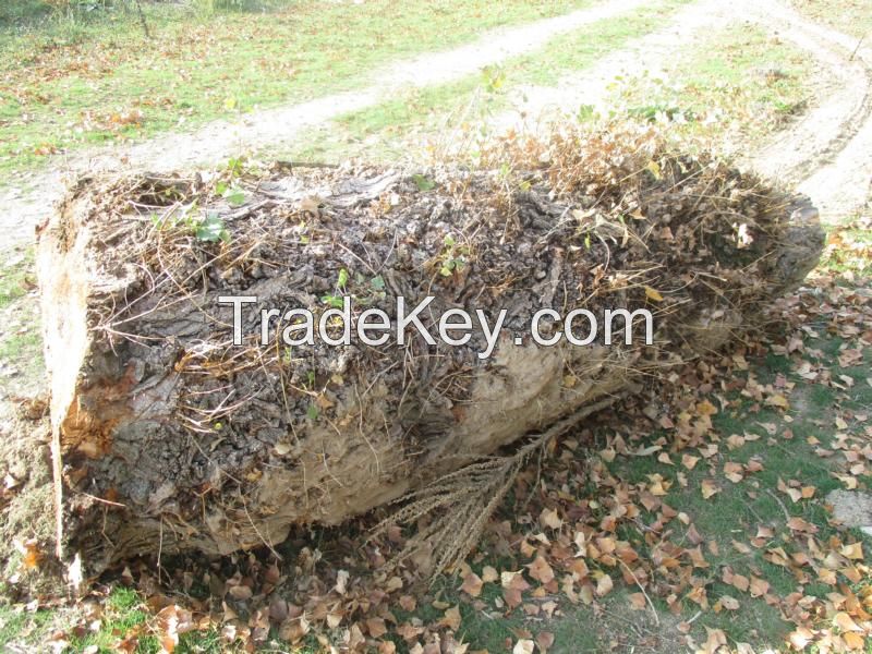 Poplar burl Logs wood Pappel Maser Stämme Holz