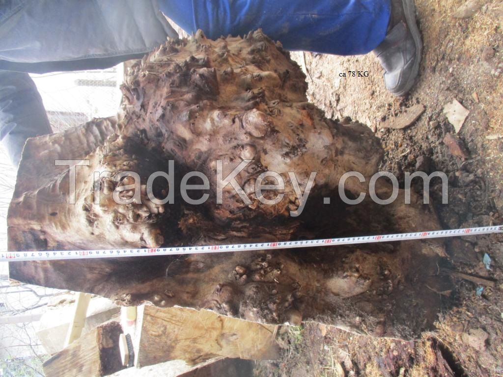 Poplar burl Logs wood Pappel Maser Stämme Holz