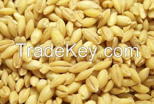 Barley