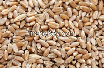 Wheat grain