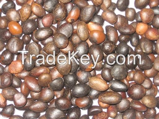 Palm kernel